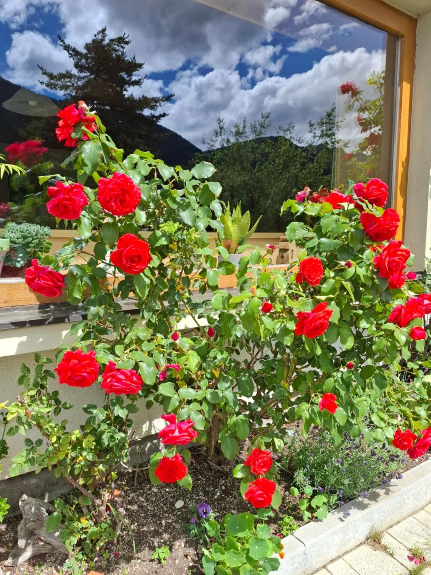 Bed & Breakfast Stammerhof *